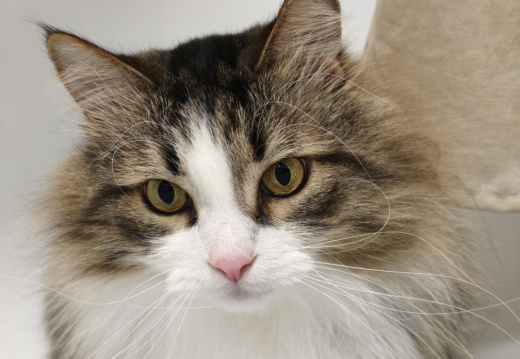 Задумчивый